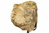 Dinosaur (Triceratops) Frill Shield Section w/ Stand - South Dakota #378586-6